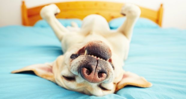 "Smiling" dog napping on bed